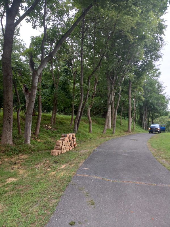 A row of trees along the side of a road