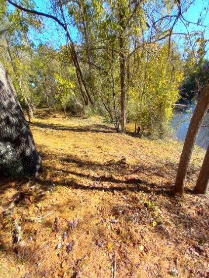 There is a river in the background and a tree in the foreground.