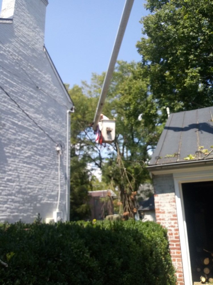 A man in a bucket is cutting a tree