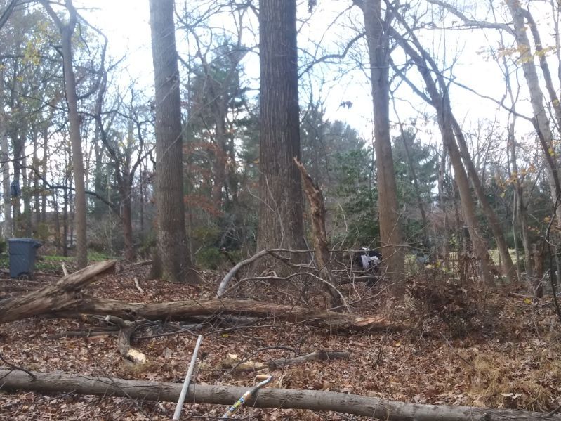 A fallen tree in the middle of a forest.