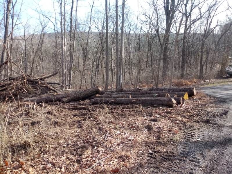 A pile of logs in the middle of a forest next to a road.