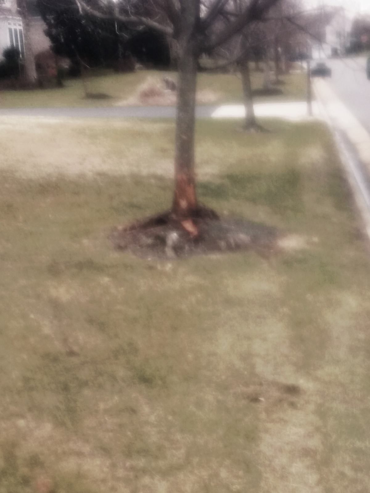 A blurry picture of a tree in the middle of a grassy field.