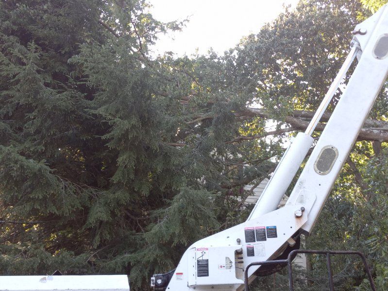 A white crane is sitting in front of a large tree.