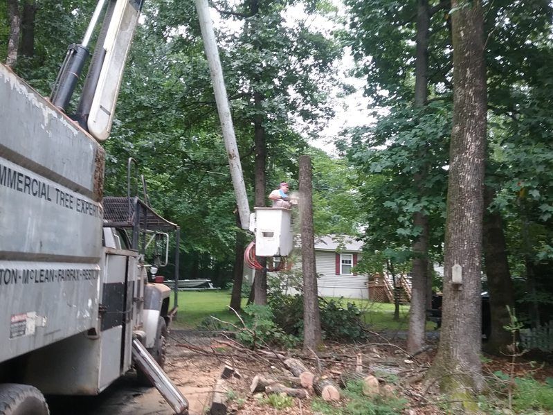 A man in a bucket is cutting down a tree