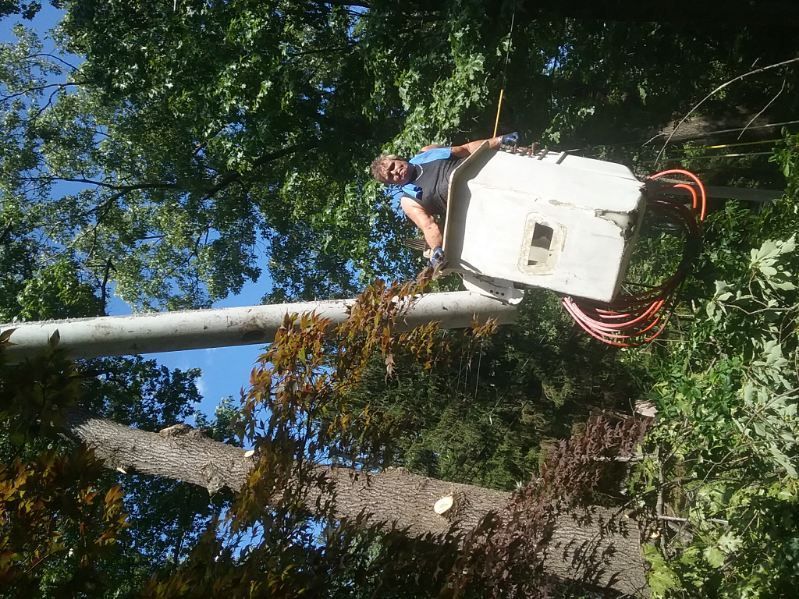 A man in a bucket is cutting a tree.