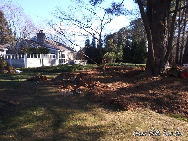 A house with a lot of trees in front of it