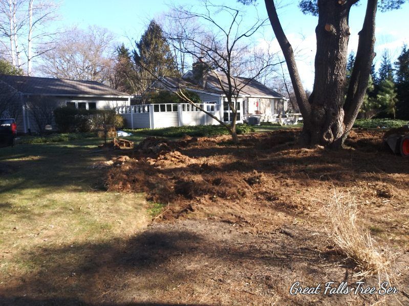 A house with a large tree in front of it