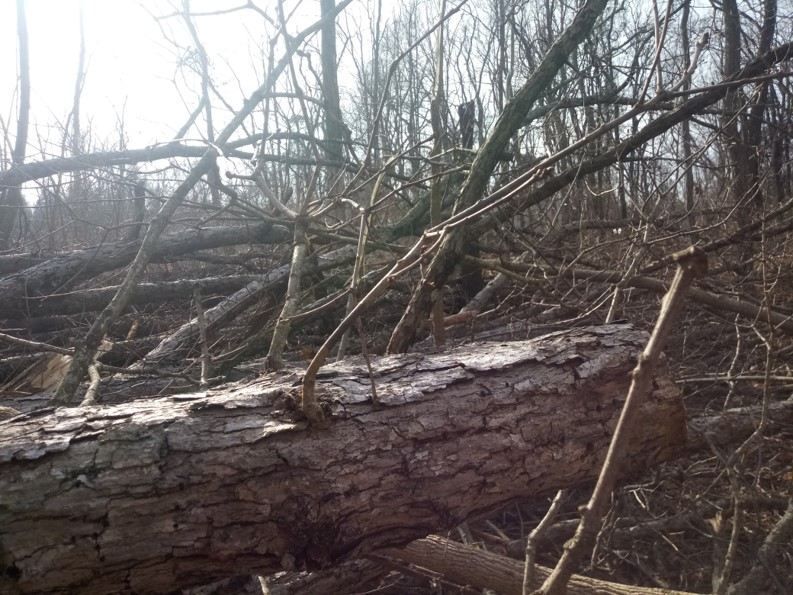 A large log is laying in the middle of a forest.