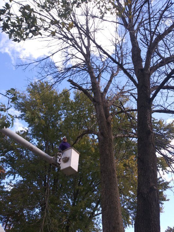 A man in a bucket is cutting a tree.