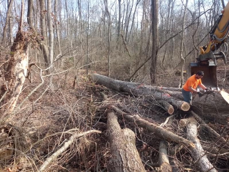 A man is cutting a tree in the woods with a chainsaw.