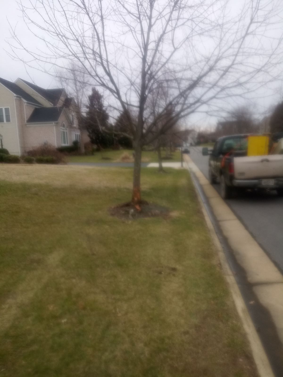 A truck is parked on the side of the road next to a tree
