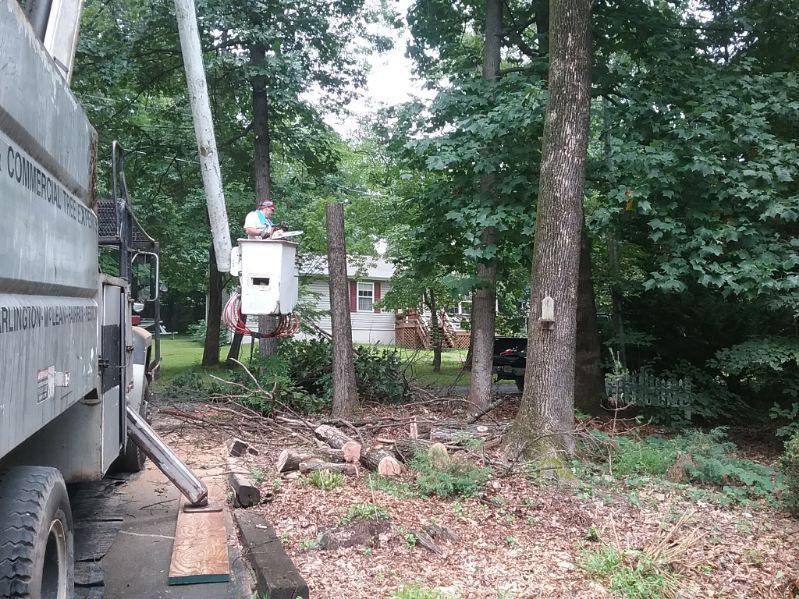 A man in a bucket is cutting a tree in a yard.