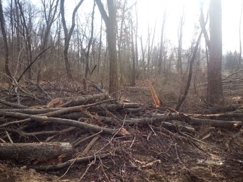A pile of logs in the middle of a forest.