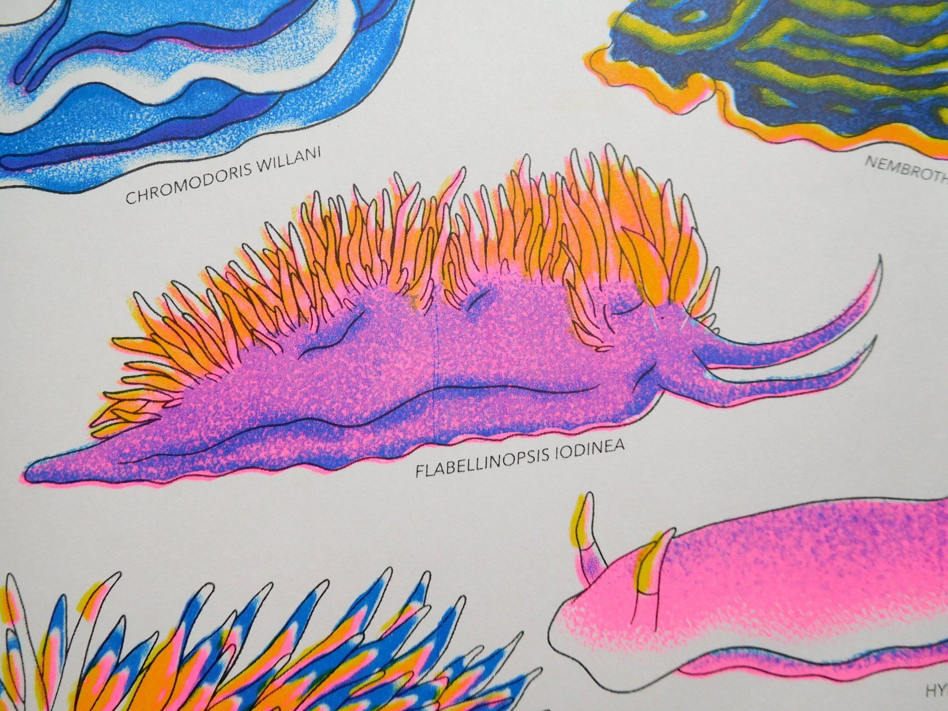 Nudibranch illustration risograph print