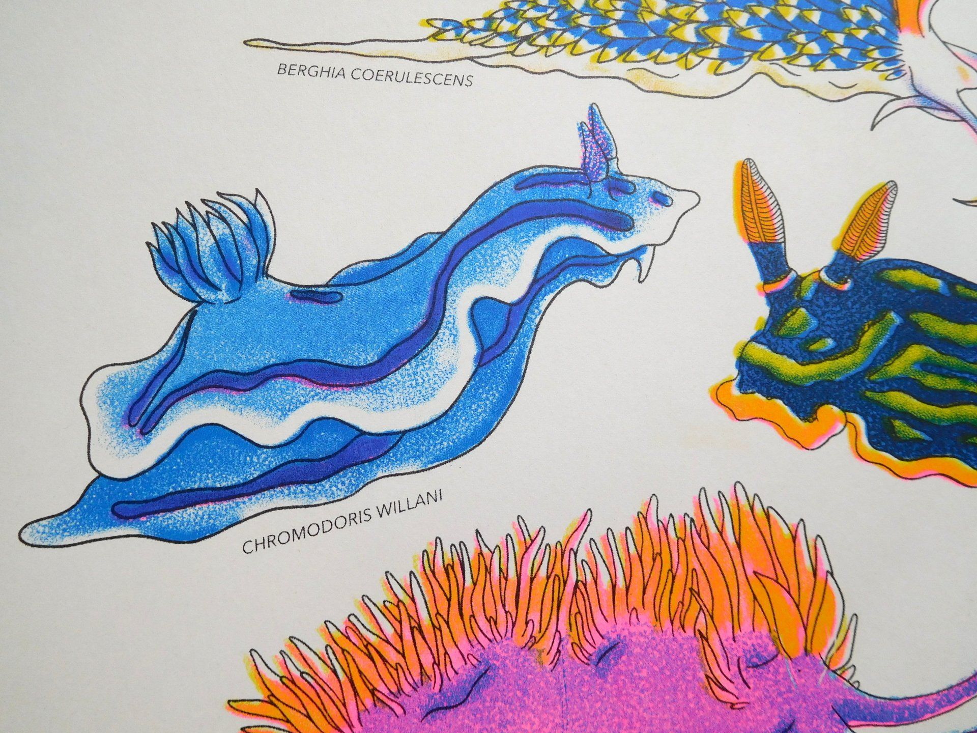 Nudibranch illustration risograph print