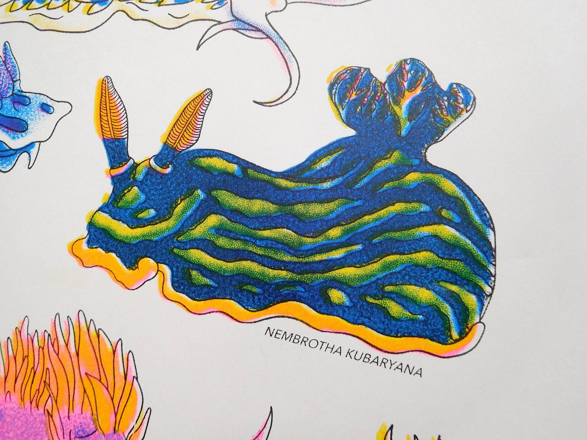 Nudibranch illustration risograph print