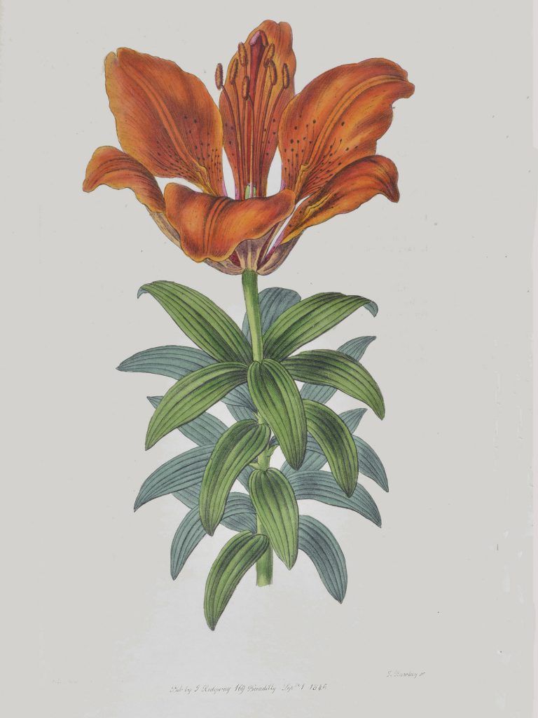 A drawing of a flower with green leaves on a white background