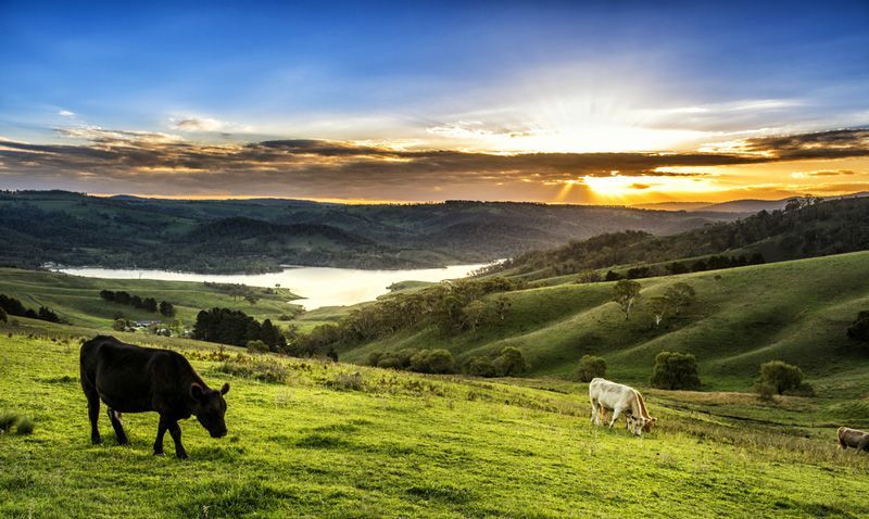 Cows on the Green Field — John Zelukovic Smash Repairs in Lithgow, NSW