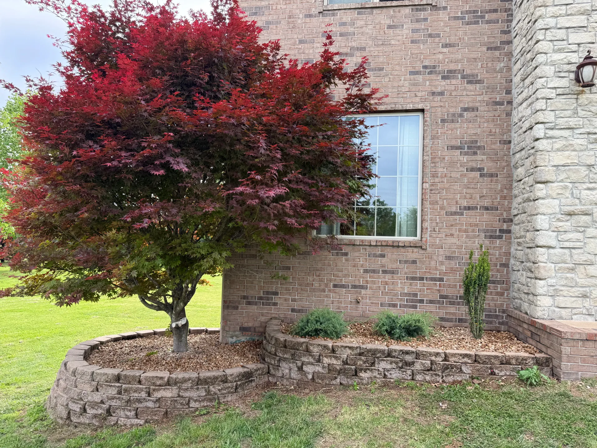 landscaping and red tree maintained by top lawn care company in springfield mo