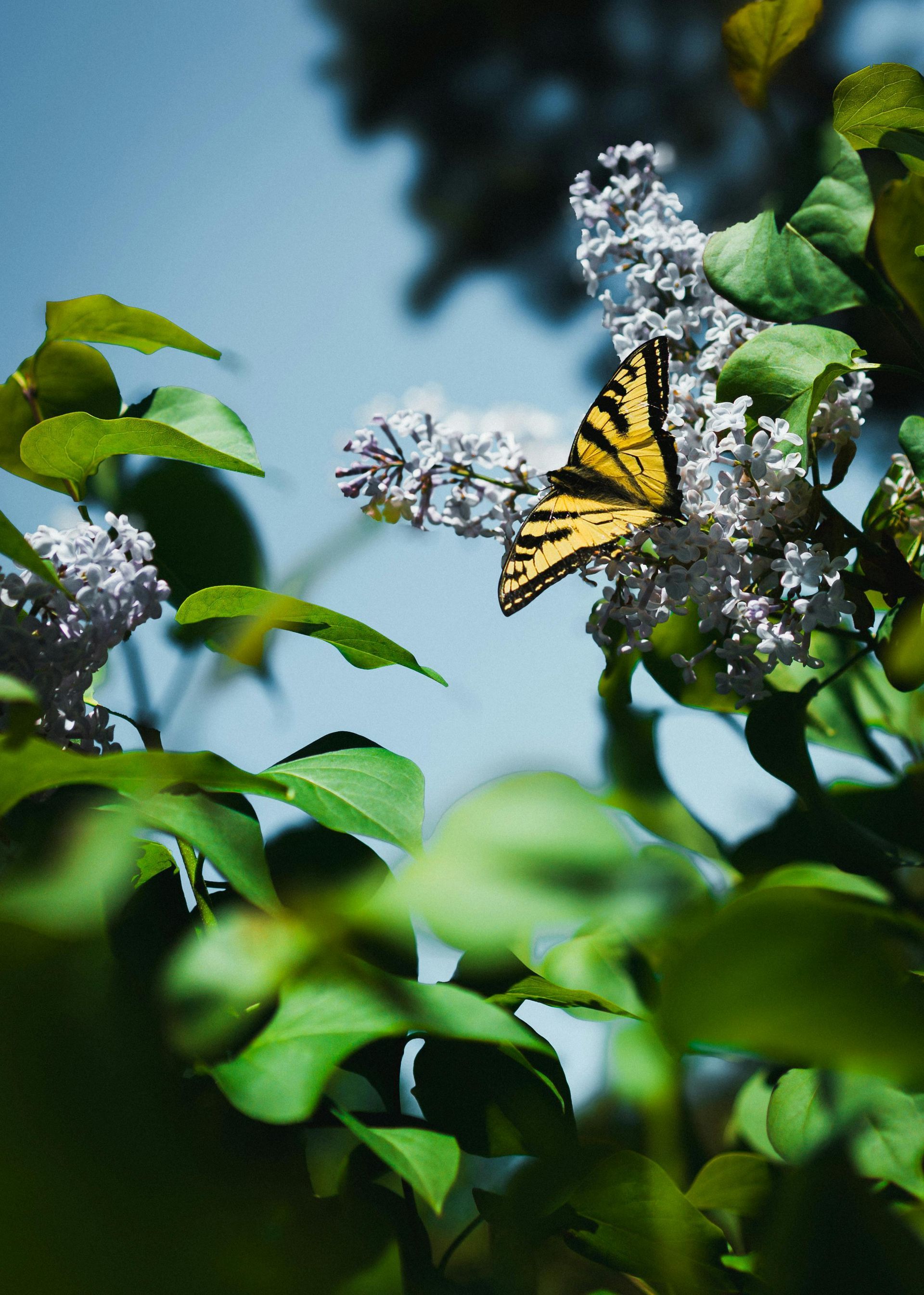cremation services Saint Thomas, PA