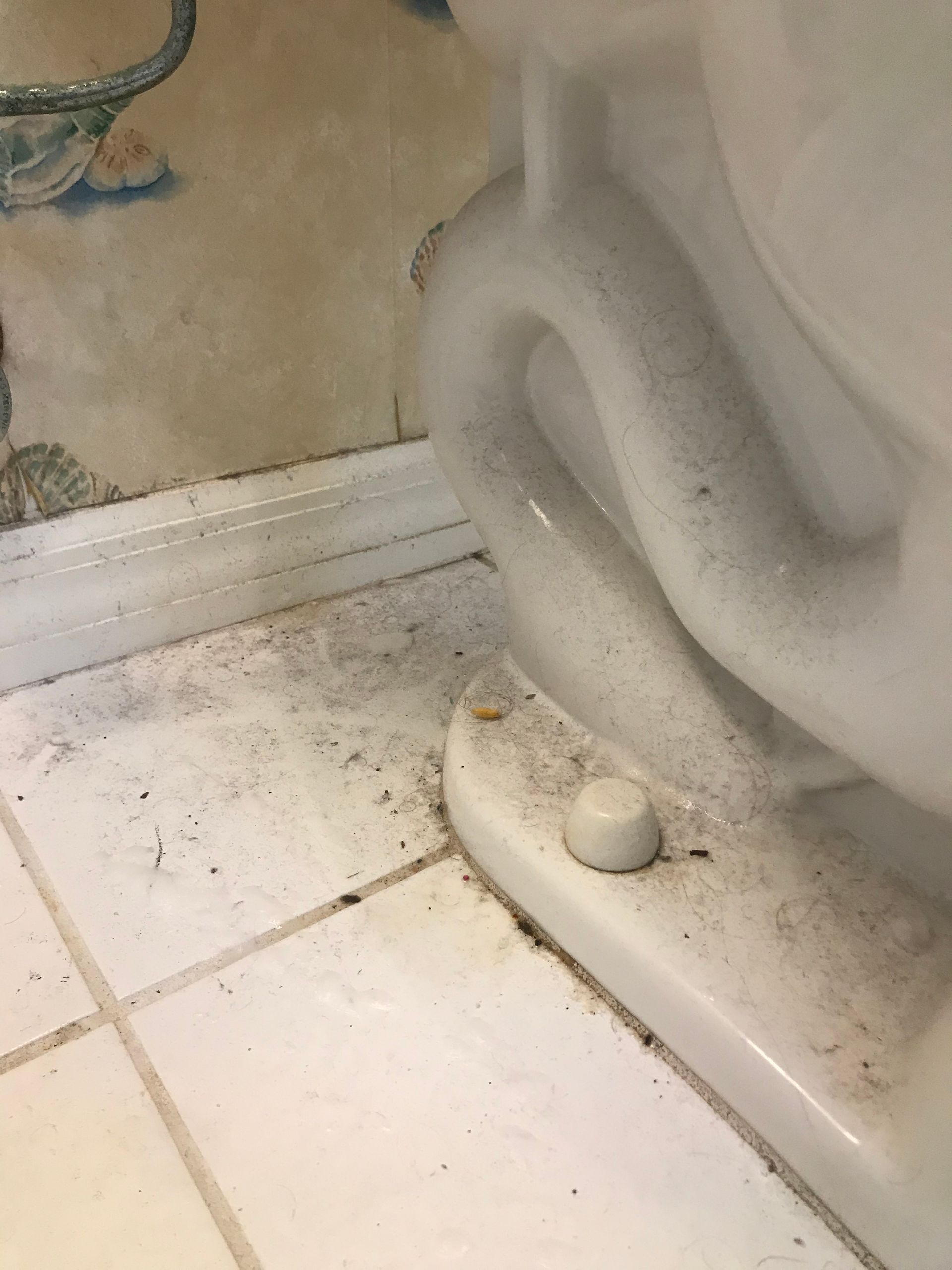 Dirty toilet | Lutz, FL | Our Clean Home