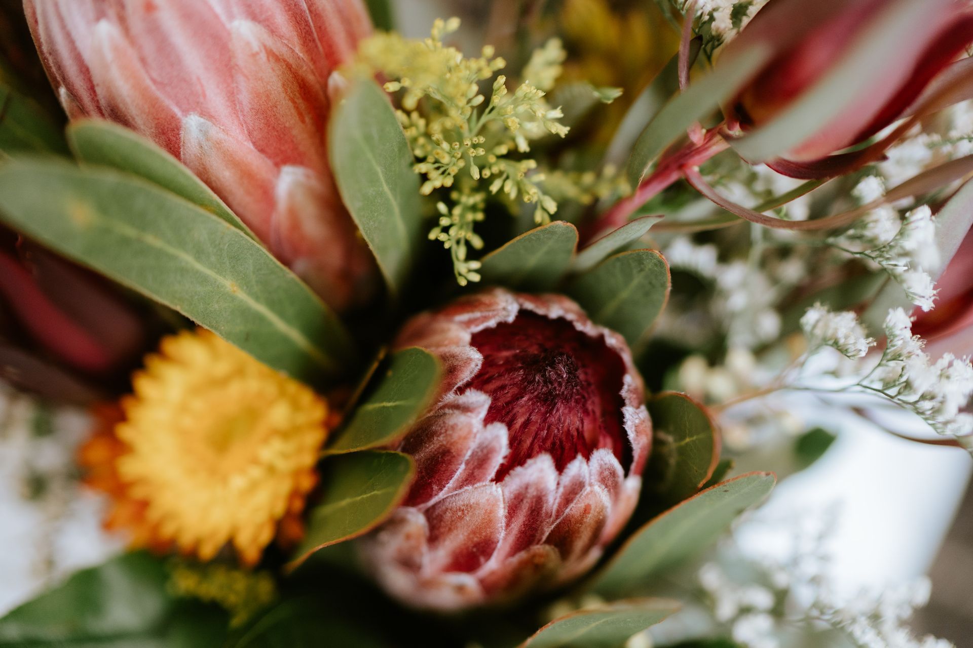 Close-up of a protea flower with burgundy center surrounded by pink petals and green leaves.