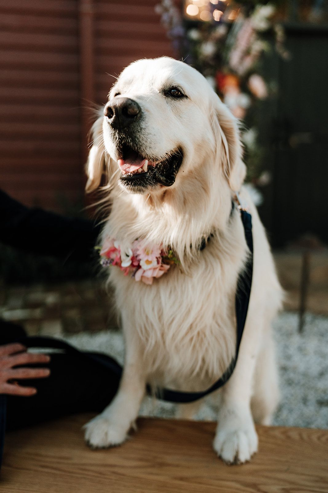 Golden Retriever wearing a flower collar, sitting on a bench outside, looking happy.