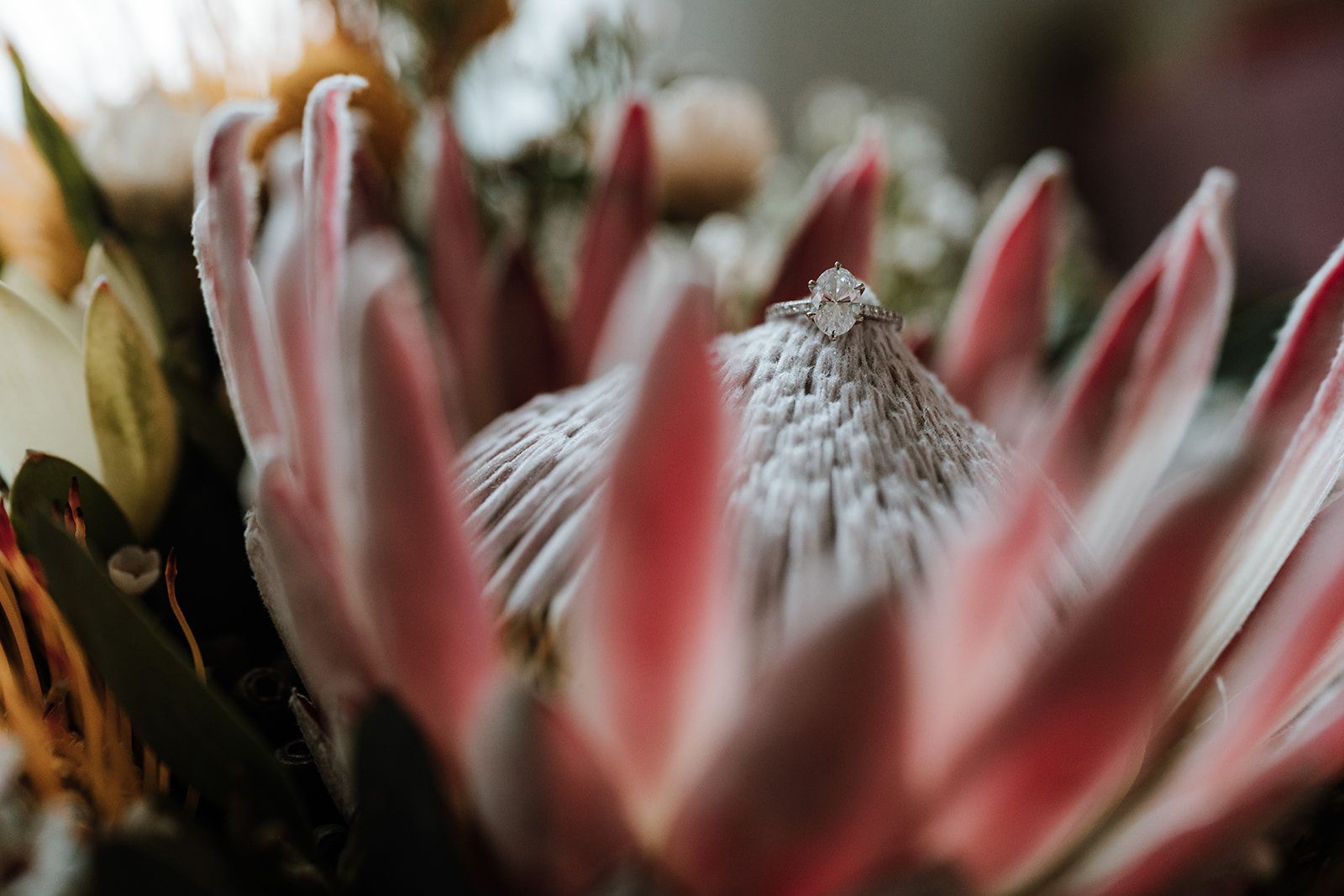Pink and white protea flower in a close-up, with a fuzzy, textured center.