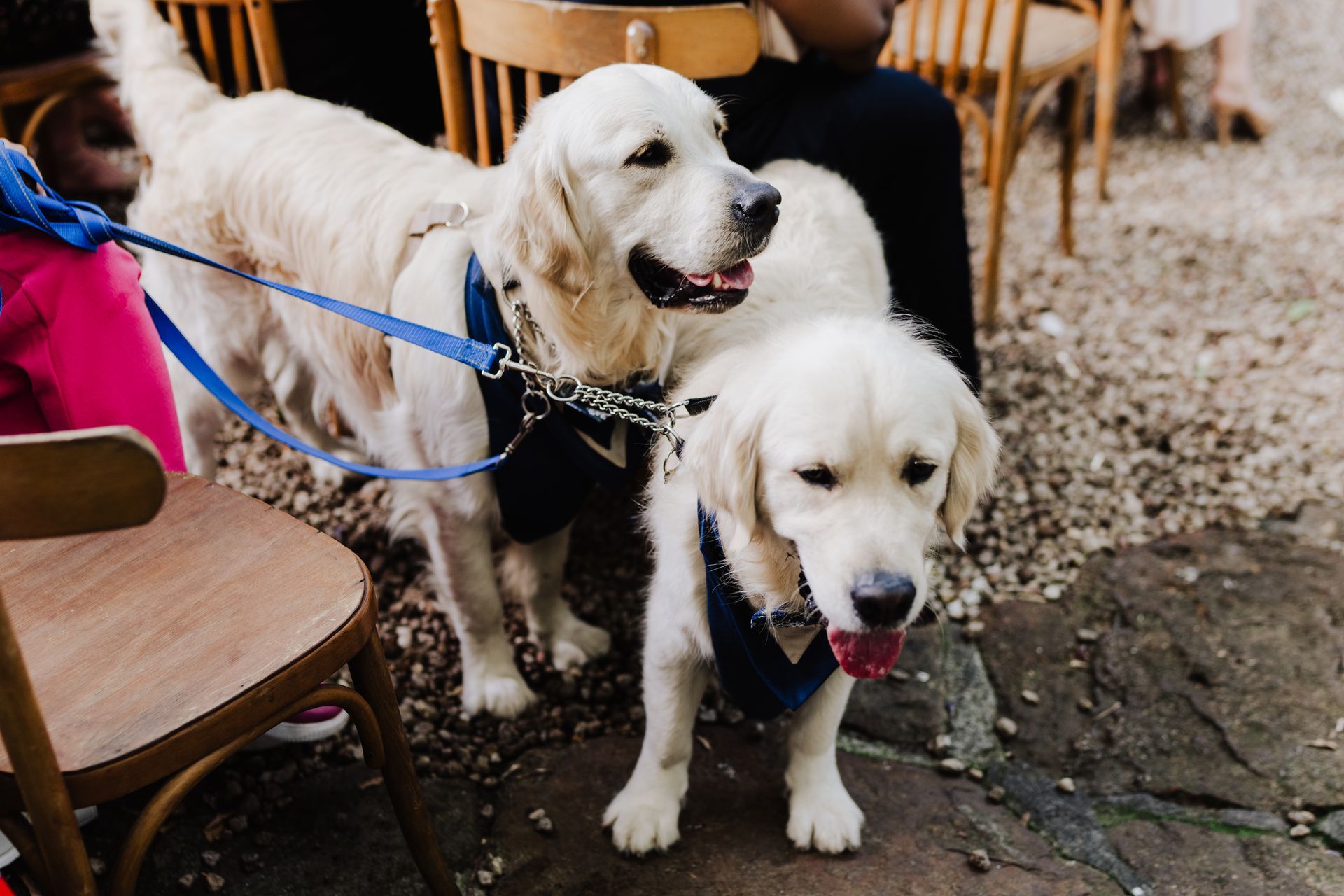 Two golden retrievers, one on leash, wear blue bandanas; seated outdoors near wooden chairs.