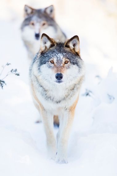 Two wolves are walking in the snow and looking at the camera