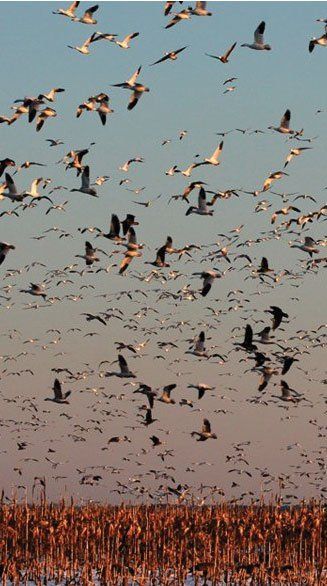 Geese flying in air | Eastern Shore Natural Beauty | Covell Communities | Chester, Maryland 21619