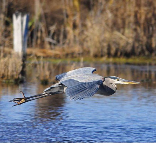 Blue heron hovering above water | Eastern Shore Natural Beauty | Covell Communities | Chester, Maryland 21619
