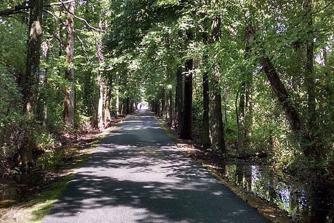 Long tree lined road | Eastern Shore Natural Beauty | Covell Communities | Chester, Maryland 21619