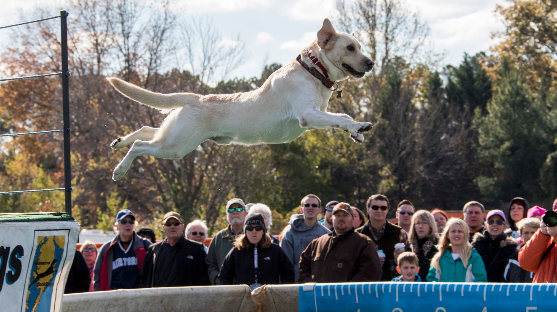 A dog jumping into a pool of water | Eastern Shore Culture | Covell Communities | Chester, Maryland 21619