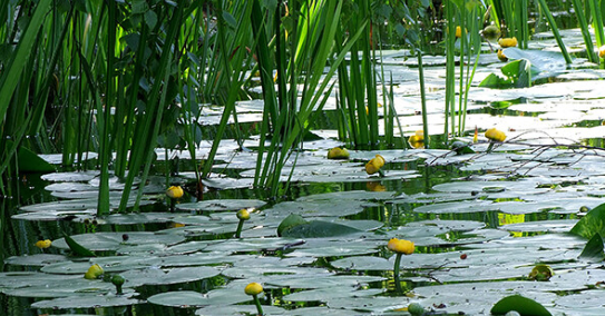 A pond filled with water lilies and tall grass.