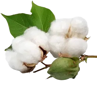 cotton