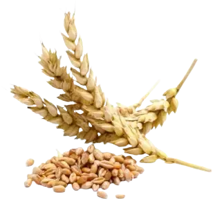 wheat