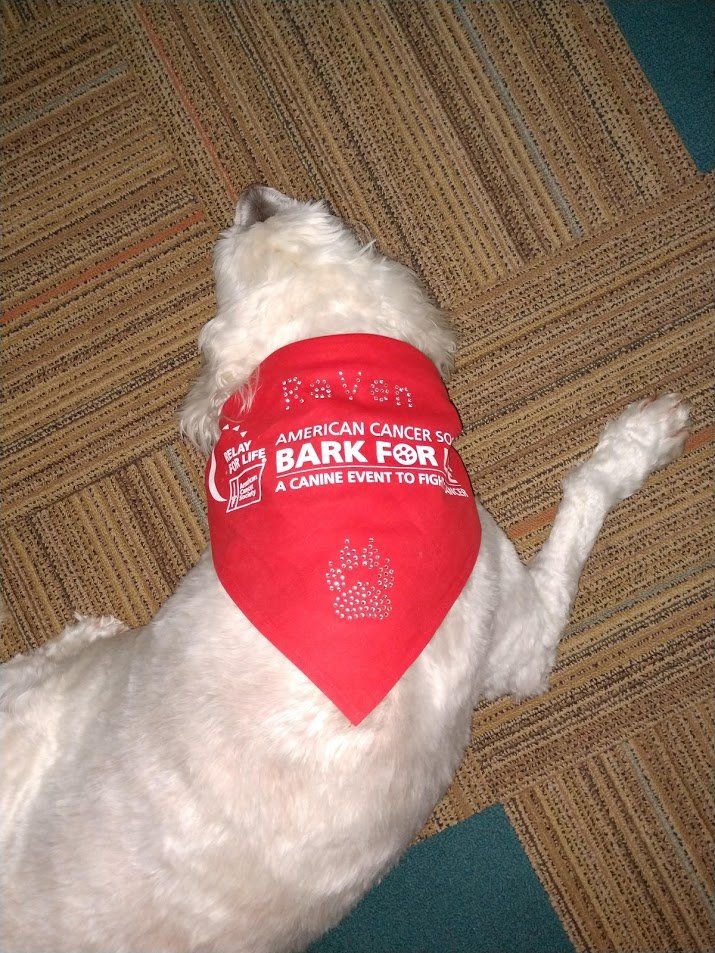 Spa Products — Dog Wearing Red Bark For Life Shirt in Marie, MI