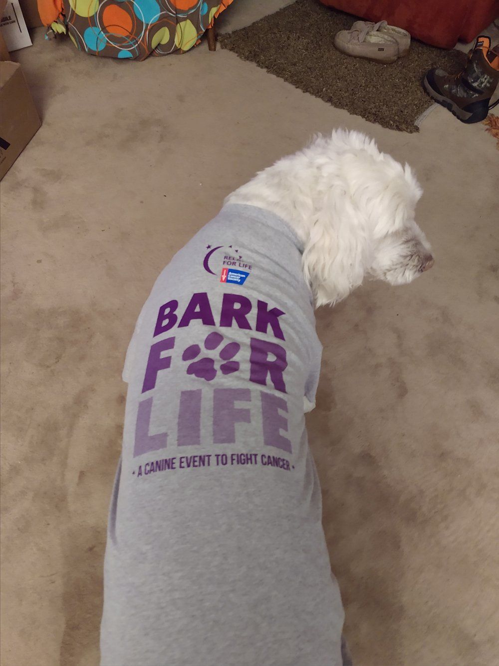 Community Involvement — Dog Wearing Bark For Life Shirt in Marie, MI
