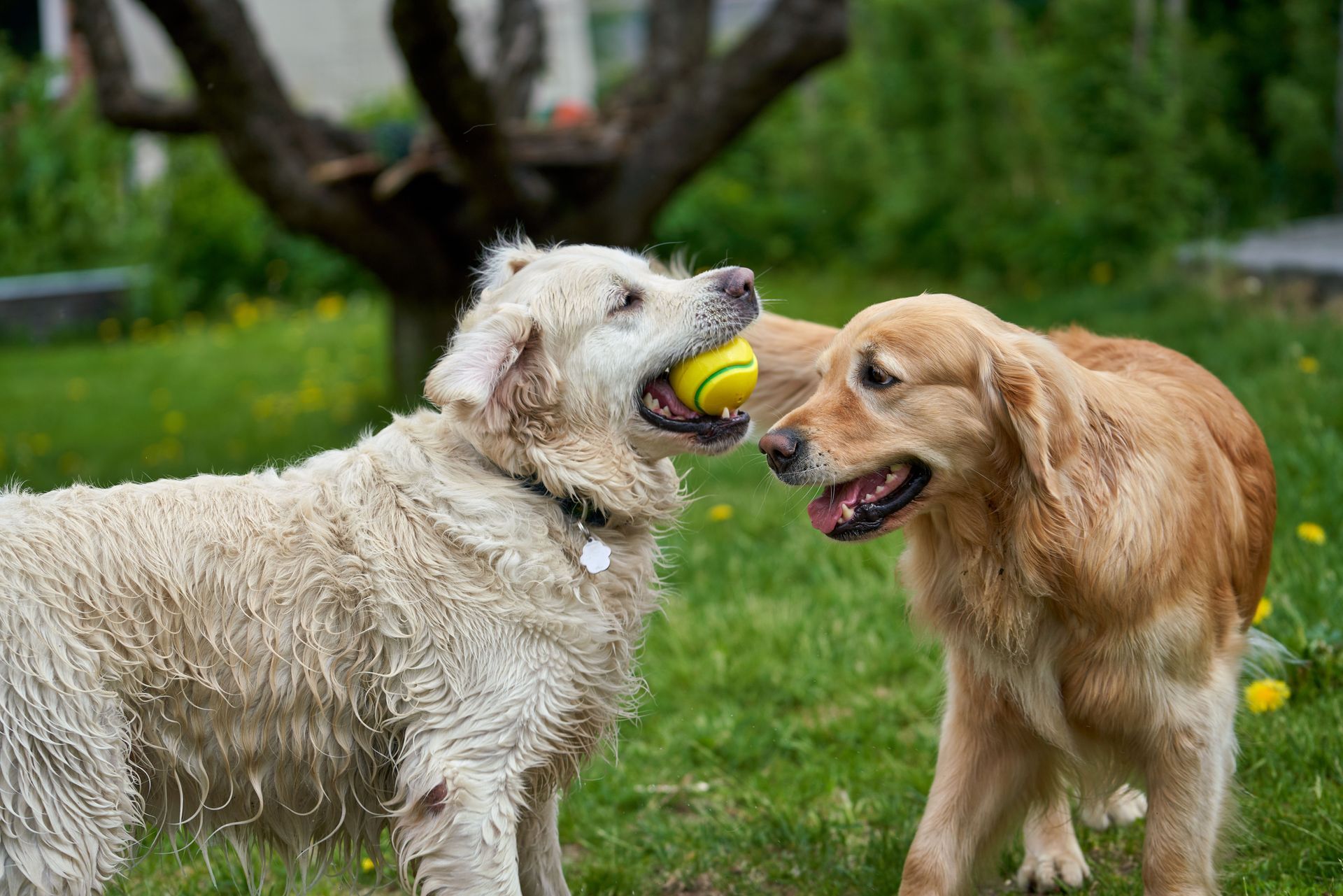 Two dogs on grass, one holding a tennis ball while the other faces it playfully