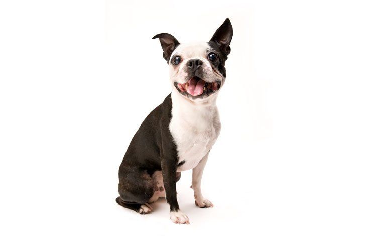 Affordable dog grooming — Excited Boston terrier in Washoe Valley, NV