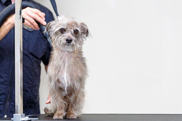Pet grooming — Small dog receiving grooming in Washoe Valley, NV