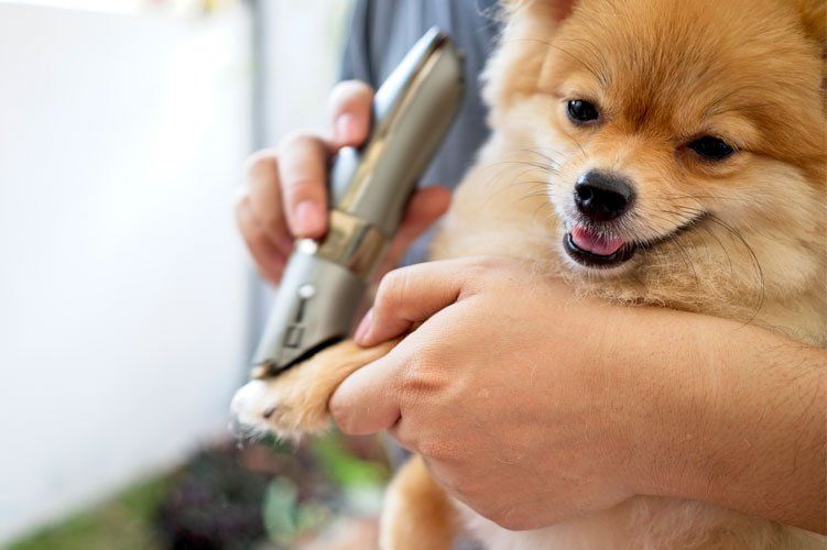 Cage less grooming — Pomeranian dog receiving grooming in Washoe Valley, NV