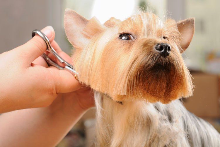 Dog groomer — Grooming a  Yorkie dog in Washoe Valley, NV