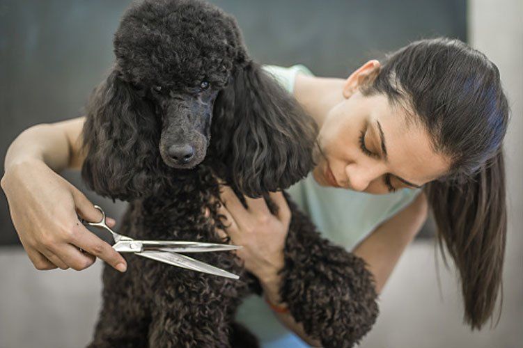 Dog grooming — Black Poodle in Washoe Valley, NV
