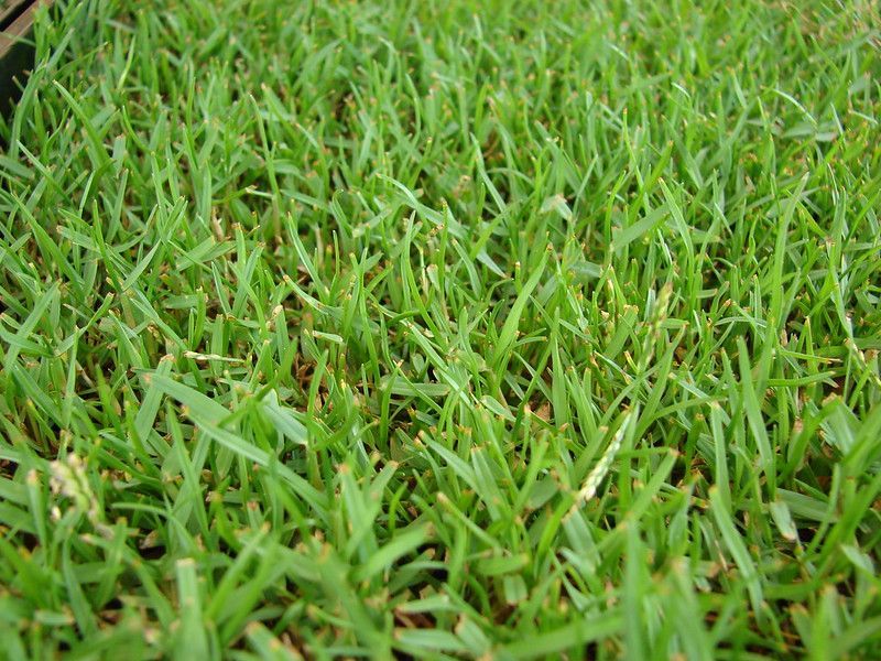 A close up of a lush green field of zoysia grass.
