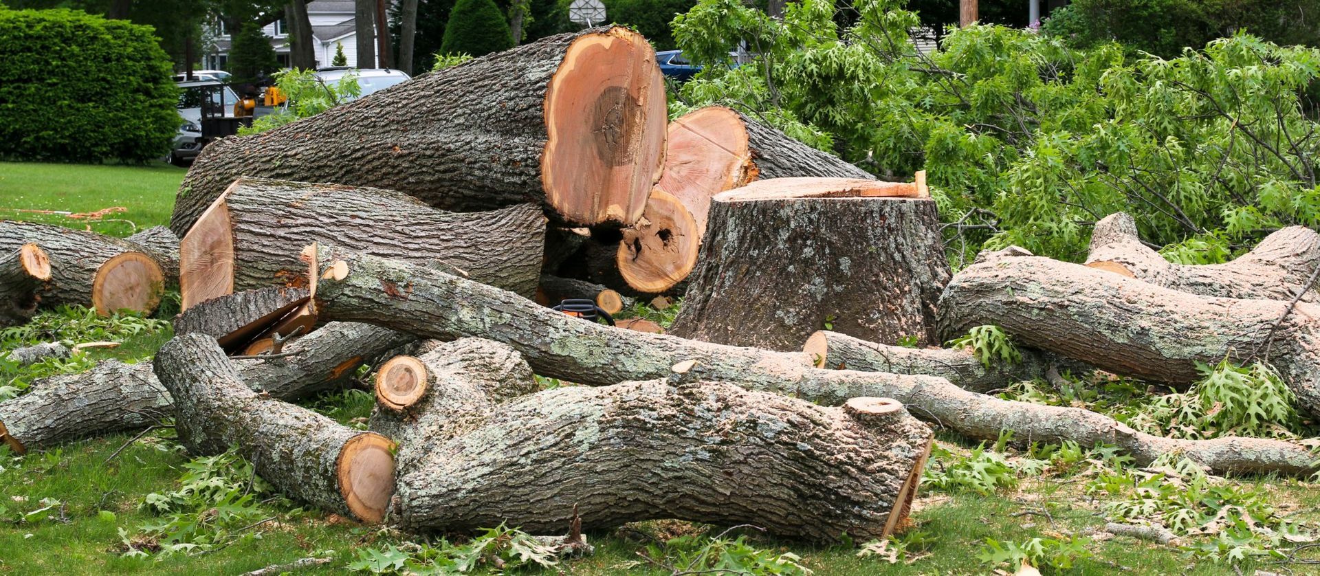 A large tree has been cut into several logs, scattered across a grassy lawn next to a tree stump.