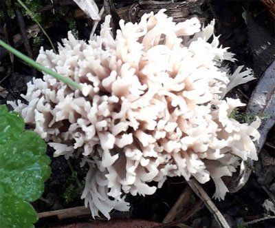 Natuurtuin-Rijswijk-Wilhelminapark-paddenstoelen-excursie-koraalzwamm
