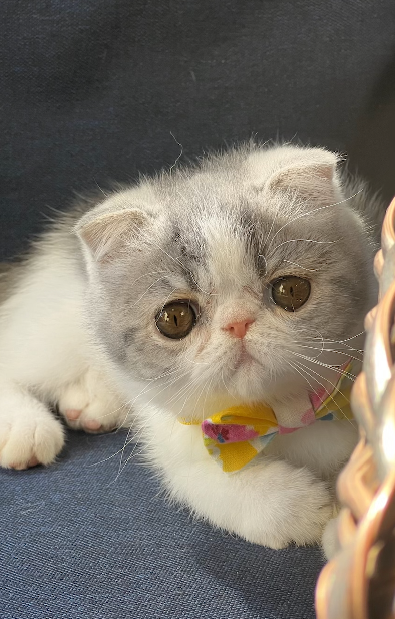 Exotic Shorthair | United States | Bellamoree Exotics