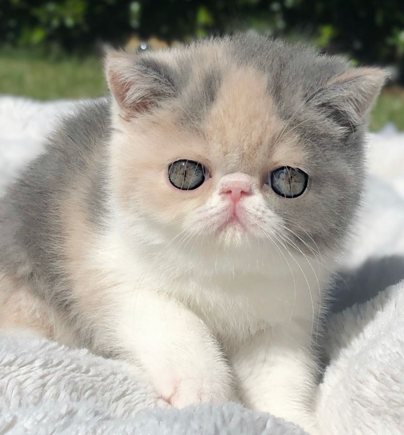 Exotic Shorthair | United States | Bellamoree Exotics